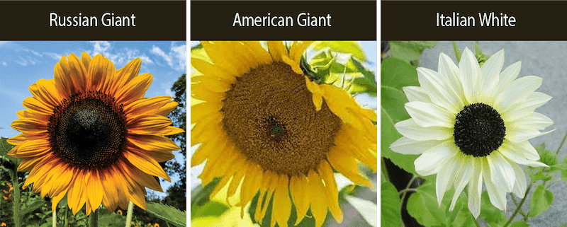 russian giant sunflower american giant sunflower italian white sunflower varieties